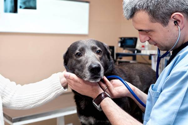 Свищ у собаки: опис, причини та способи лікування
