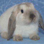 Кролики породи французький Баран: огляд та відгуки