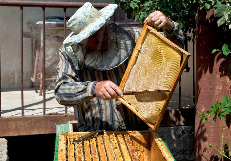 Скільки меду можна зібрати з одного бджолиного вулика