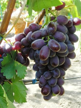Кращі сорти винограду