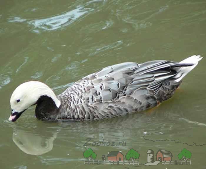 Види і породи диких гусей: їх опис, фото і відео