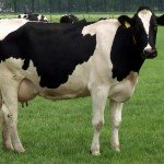 Молочні породи корів: їх огляд, опис та фото