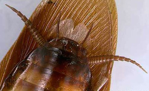 Рудий тарган він же домашній прусак Рудий тарган він же домашній прусак