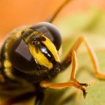 Дикі бджоли: їх характеристика, фото і відео