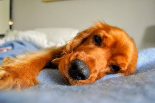 Бронхіт у собак: причини виникнення та методи лікування