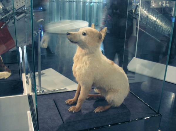 Собаки космонавти: чотирилапі герої ХХ століття