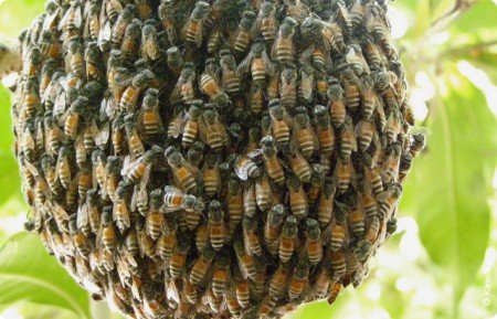 Роїння бджіл: як запобігти лихові на пасіці (відео)