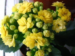 Розмноження, обрізування і догляд за каланхое Блоссфельда