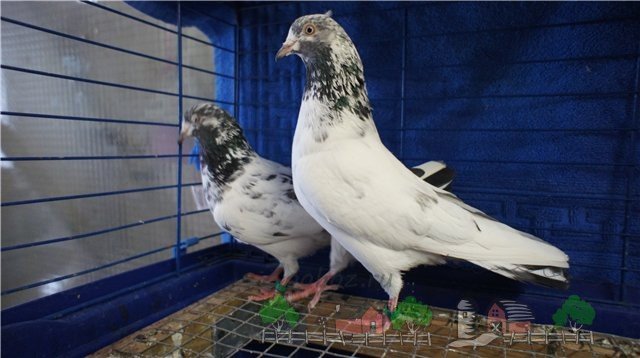 Огляд высоколетных голубів, їх фото та відео