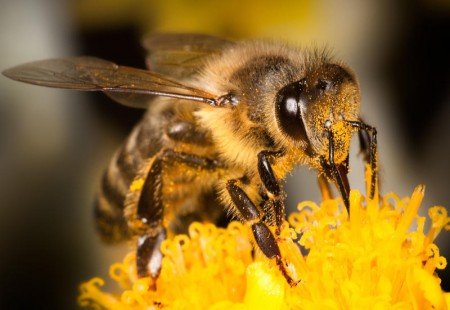 Скільки років живе бджола: медоносна, робоча, матка