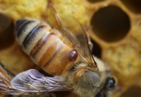 Обробка бджіл від кліща: лікування та ознаки хвороби