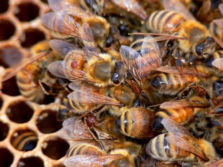 Обробка бджіл від кліща: лікування та ознаки хвороби