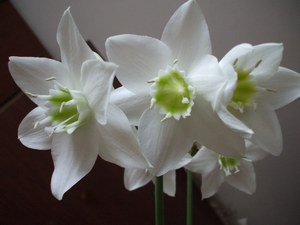 Правила домашнього догляду за еухарісом, а також його пересадка (фото і відео матеріал)
