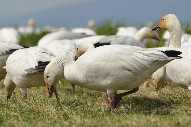Огляд виду білий гусак, його опис, ареал проживання, фото і відео