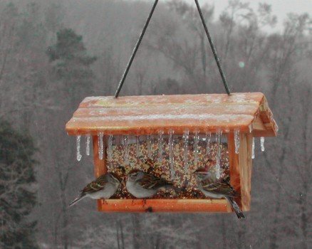 Що слід знати про годування птахів взимку?