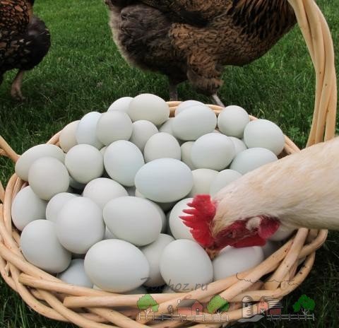 Чому кури їдять свої яйця: причини і методи рішення