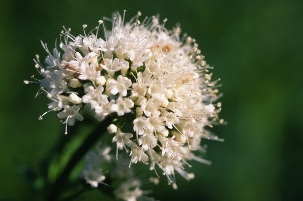 Можна валеріану вагітним?