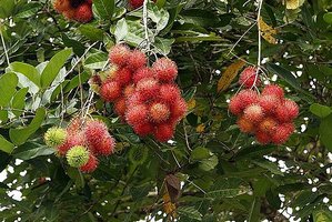 Корисні властивості і способи вирощування екзотичного фрукта рамбутан