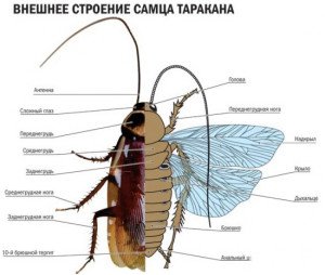 Як виглядають таргани з фото: будівля в картинках, опис