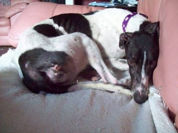 Пролежні у собак   причини і профілактика наслідків