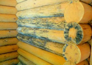 Боротьба з цвіллю в деревяному будинку: усунення причин і цвілі із застосуванням народних засобів