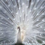 Огляд виду Білий павич, його характеристика та утримання в неволі