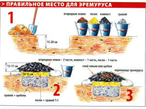 Eremurus   посадка насіння та догляд за рослиною в зимовий та весняний період