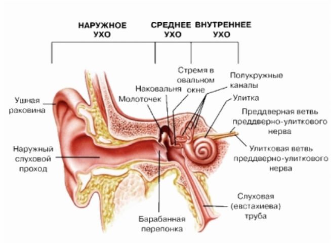 Запаморочення при повороті голови і як з ним боротися