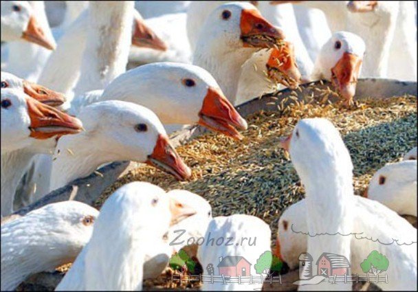 Чим годувати гусей в домашніх умовах: особливості раціону