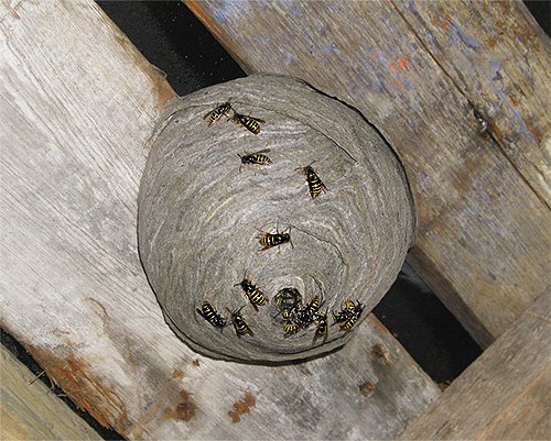 Боротьба з осами на балконі: як правильно вивести комах, щоб позбутися від них назавжди