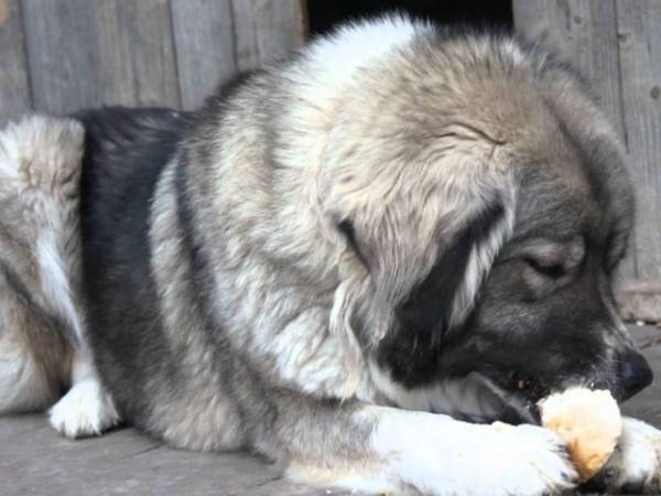 Як і чим годувати Кавказьку вівчарку: правила здорового харчування