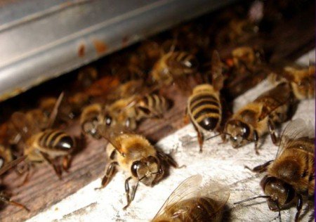 Хвороби бджіл: всі види, лікування та діагностика (фото)