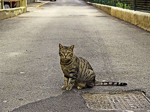Блохи у кота: що робити?
