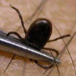 Як витягнути кліща у людини в домашніх умовах: методи вилучення з тіла людини