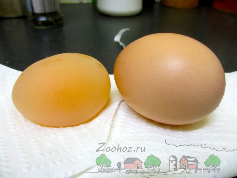 Чому кури несуть яйця без шкаралупи: причини й рішення