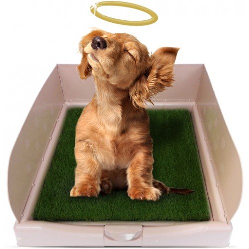 Лоток для собак: що вибрати для домашнього чистюлі?