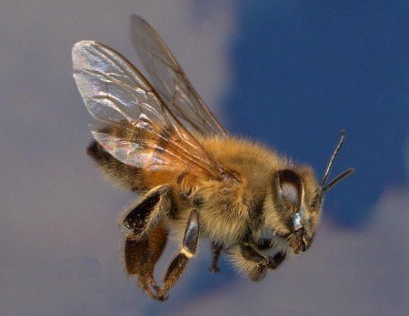 Північна порода бджіл та їх мед