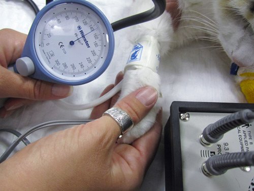 Підвищений і знижений тиск у кішок: причини відхилення та їх наслідки