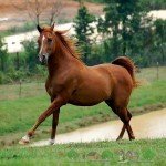 Англійська чистокровна порода коней, її огляд і фото