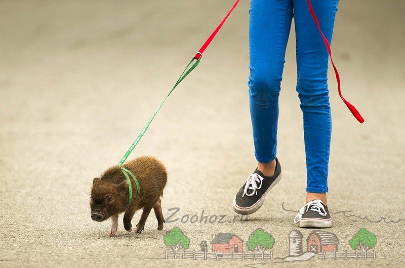 Огляд карликових свійських свиней: їх опис і відео