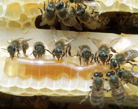 Як бджоли роблять і будують стільники, чому не запечатують