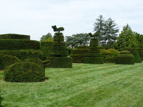 Що таке топіарі або як самостійно зробити декоративні дерева? Що таке топіарі або як самостійно зробити декоративні дерева?