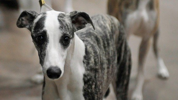 Рак у собак: симптоми і лікування