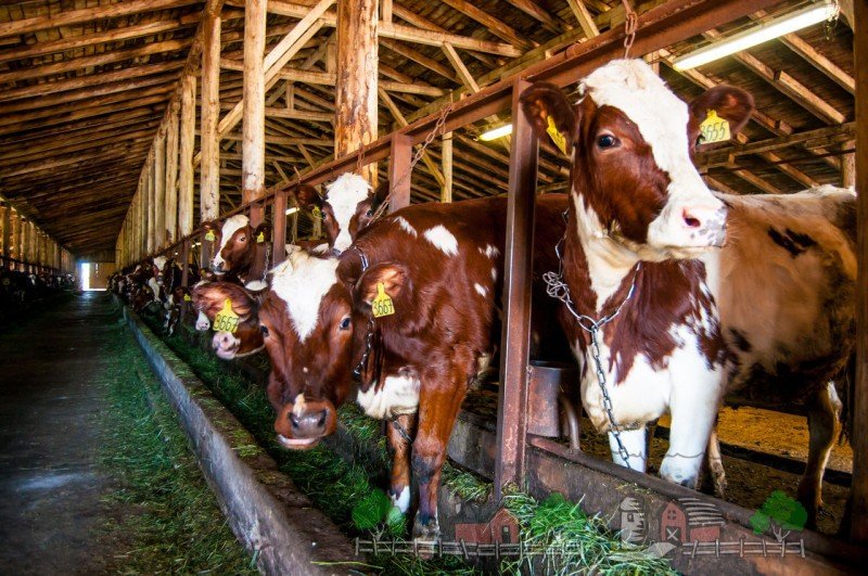 Утримання молочних корів і телят в домашніх умовах