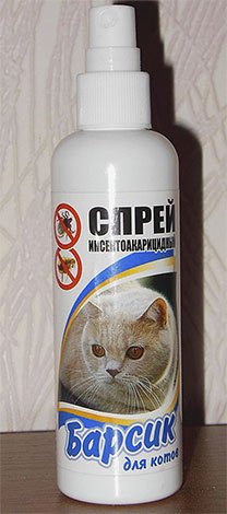 Як позбавити кота від бліх: лікуємо домашнього вихованця правильно