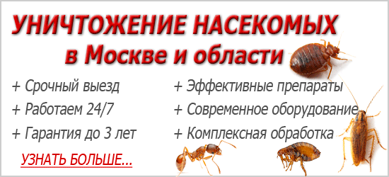 Знищення комах в квартирі: що важливо знати про цю процедуру