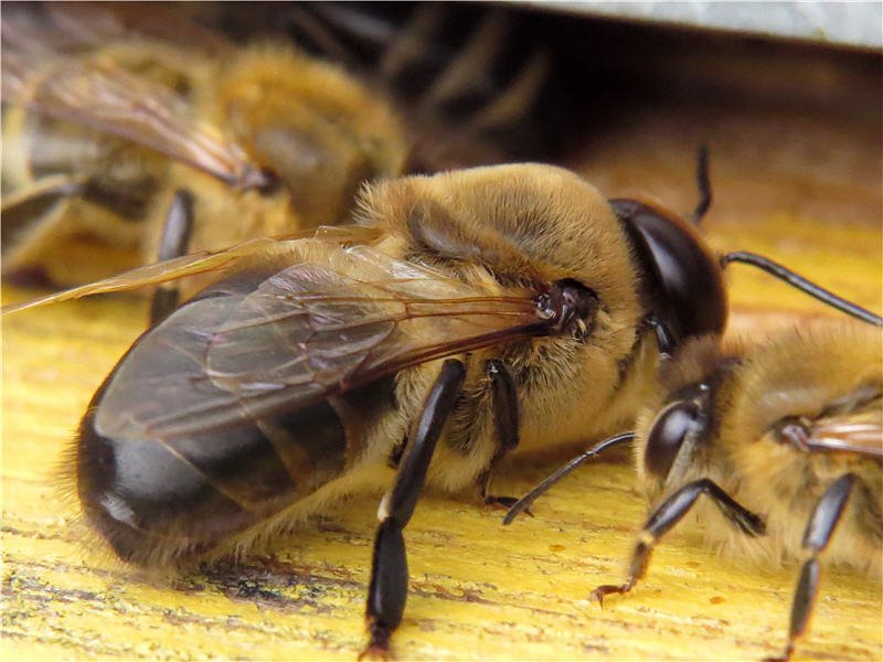 Медносная бджола: опис виду, фото і відео