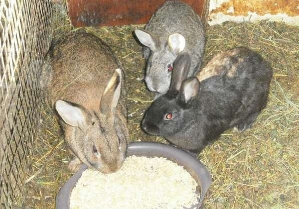 Комбікорм для кроликів: його склад, приготування і витрати