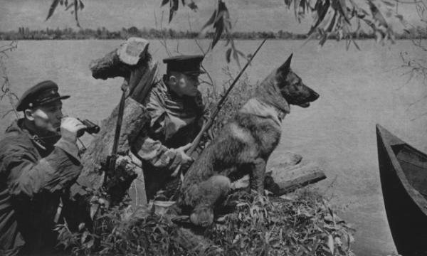 Собаки під час Великої вітчизняної війни: чотирилапі герої перемоги