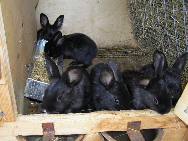 Чому кролики гризуть деревяні клітки: причини й рішення